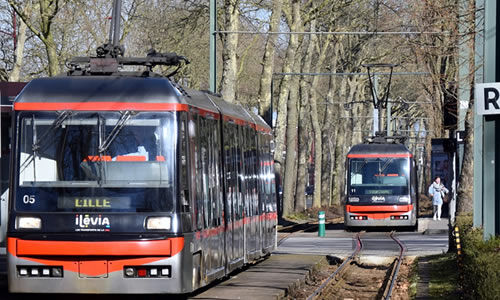 Lien vers Replantation des arbres sur la ligne du tramway